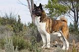 AKITA AMERICAIN 399